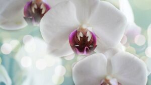 Contact our holistic health centre on the Sunshine Coast. Book a face to face or online appointment at our holistic health clinic. Call 07 5494 3004 now.